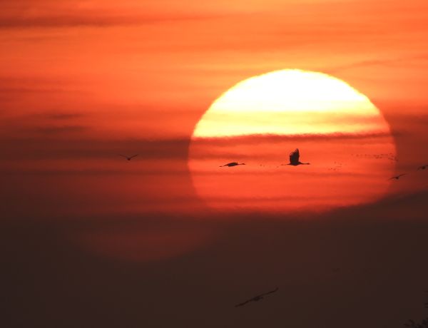 Glücksvögel vor der aufziehenden Sonne